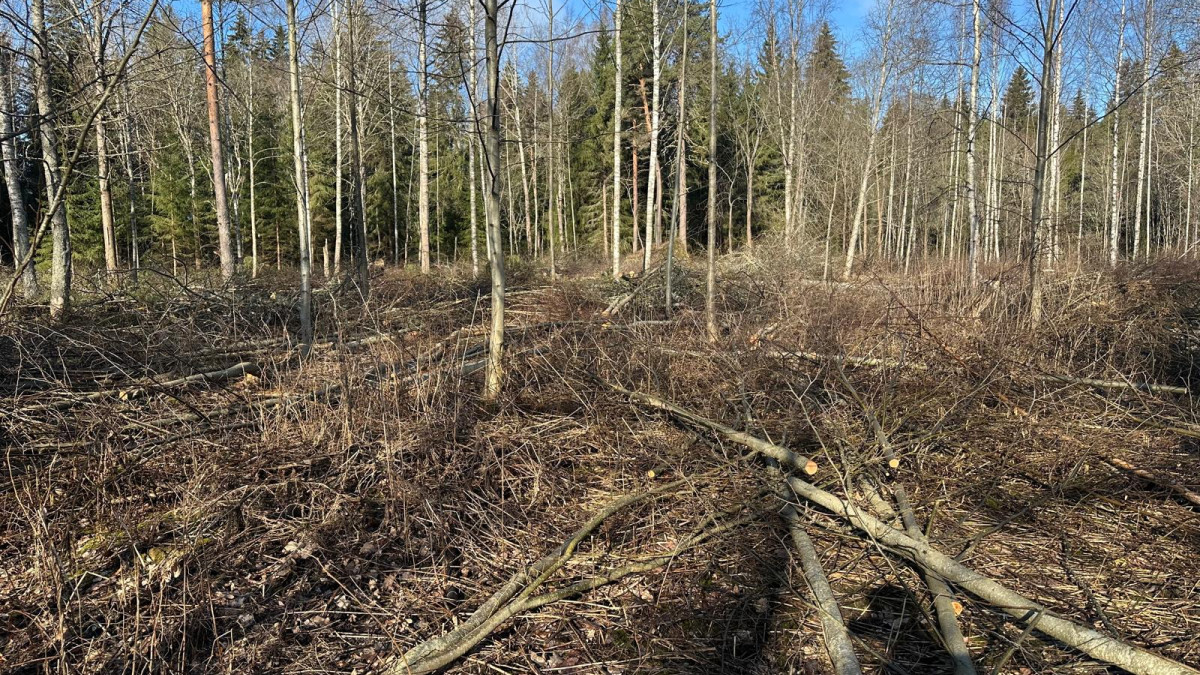 Kaadettuja rankoja harvennetussa metsässä.