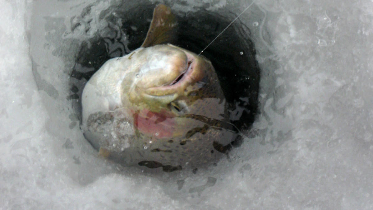 Kala pilkkiaukossa.