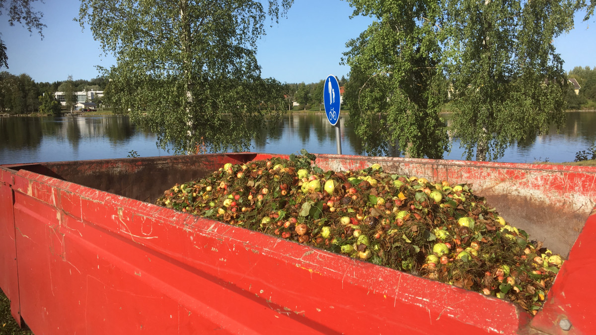 Imatran Kiinteistö- ja aluepalvelu keräsi tänään lavallisen omenaa kaatopaikalle