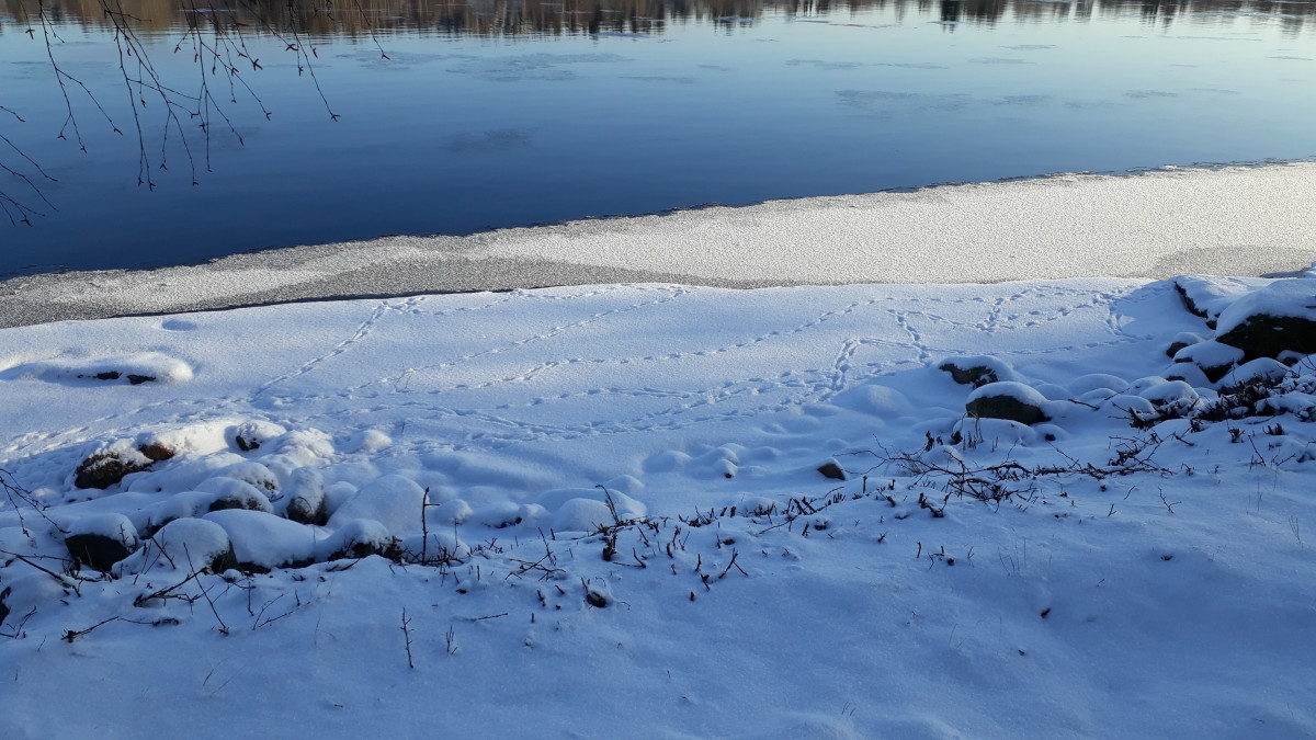 Vuoksen ranta talvella