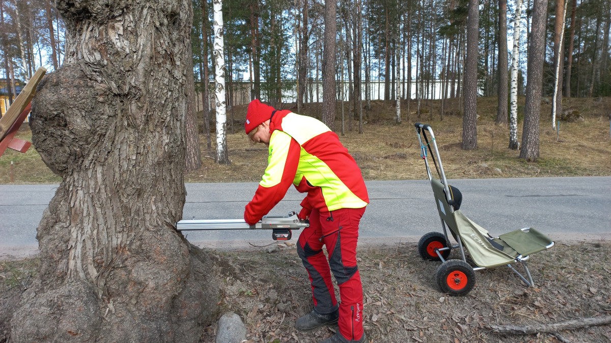 Arboristi tutkii puun kuntoa.