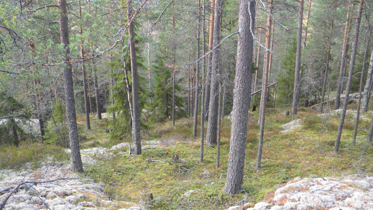 Havupuumetsänäkymä.