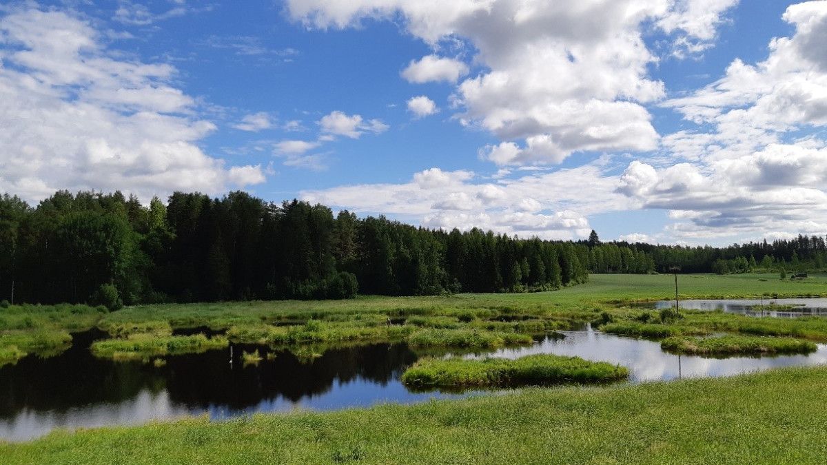 Kesäinen kosteikko ja metsä, aurinkoinen päivä ja poutapilviä.