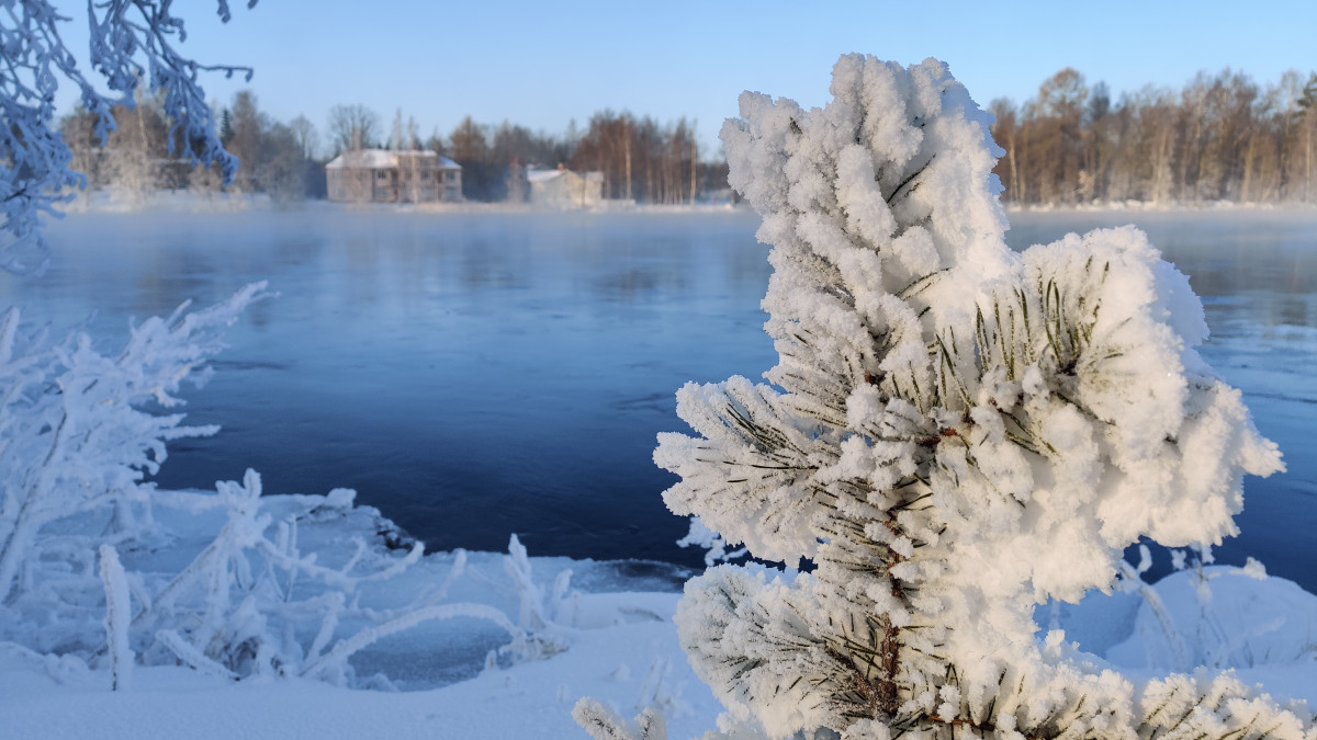 Etualalla huuruinen männyn oksa ja taustalla höyryävä Vuoksi.
