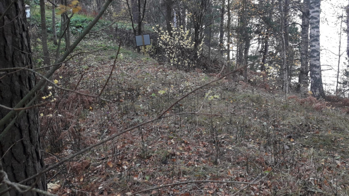 Metsäkuva syksyllä Immalanjärven rannalla, putkirikon vuotokohta.