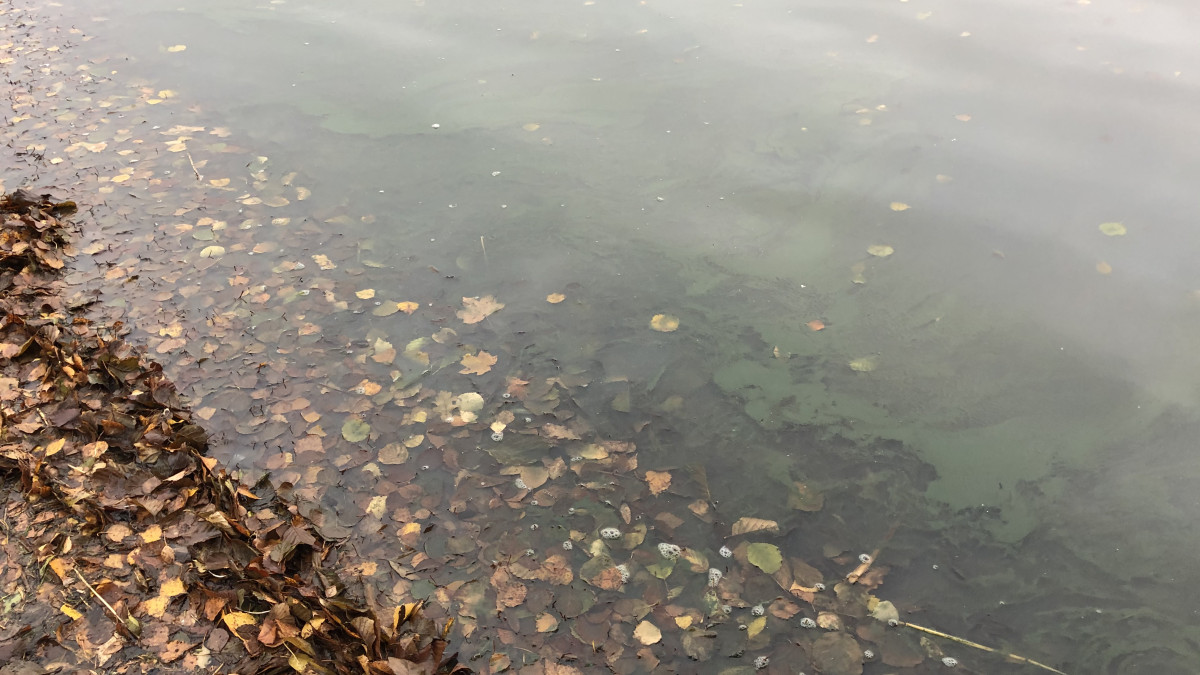 rantavettä, jossa kellastuneita lehtiä ja paljon sinilevää lauttana.
