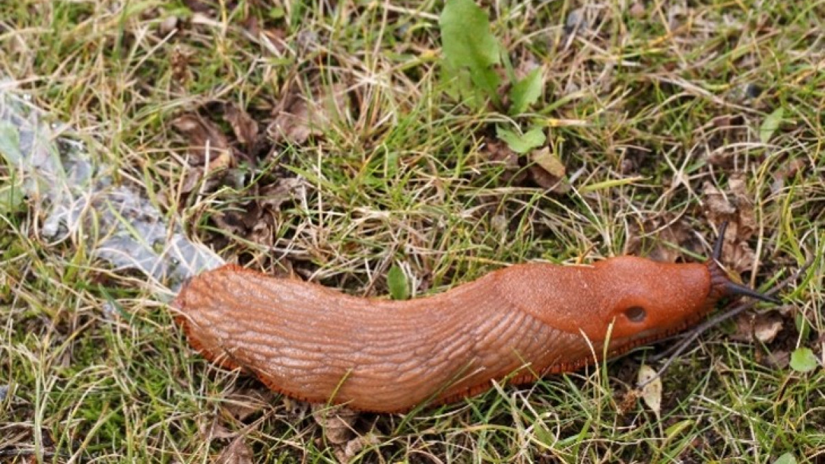 Espanjansiruetana ruohikossa.