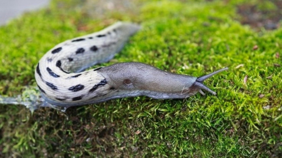 Ukkoetana sammaleella.