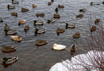 Vuoksi talvella
