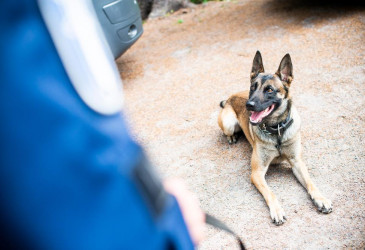 Poliisikoira makoilemassa maassa.