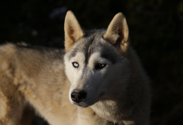 Valjakkokoira