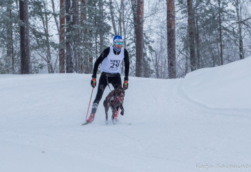 Valjakkohiihtokilpailun koirakko ladulla metsämaisemassa.