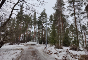 Koivuniemi maaliskuussa 2024.