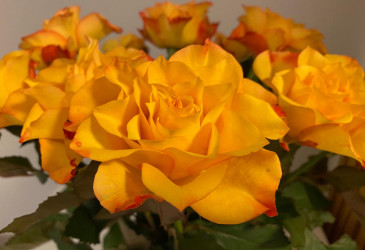 Oransseja ruusuja kimpussa