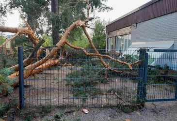 Kaatunut puu päiväkodin pihalla.