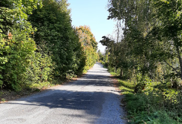 Hiekkatie, jota reunustavat puiden oksat ja pensaat.