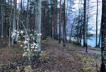 Heijastimia puussa polun varrella, vieressä Vuoksi.