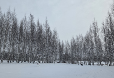 Talvinen Veteraanipuisto.