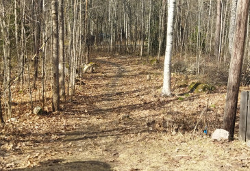 Metsäpolku kevätauringossa.