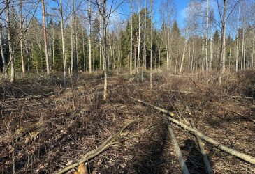 Kaadettuja rankoja harvennetussa metsässä.