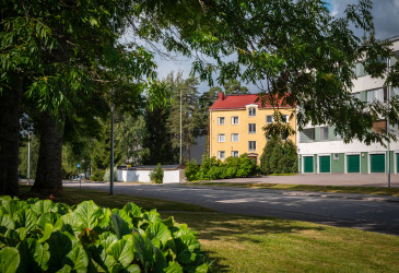 Etualalla vuorenkilpiä ja nurmikkoa, sitten katu ja rakennuksia sekä puita.