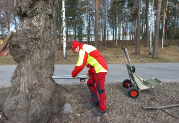 Arboristi tutkii puun kuntoa.