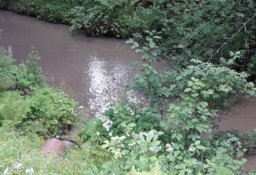 Pieni joki ja siihen laskeva putki ja kasvustoa 