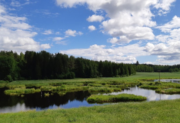 Kesäinen kosteikko ja metsä, aurinkoinen päivä ja poutapilviä.