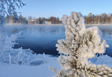 Huurteinen kuusenoksa. Taustalla joki. Talvimaisema.
