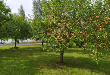 Omenapuita puistossa Vuoksen varrella.