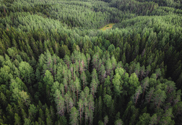 Metsä.