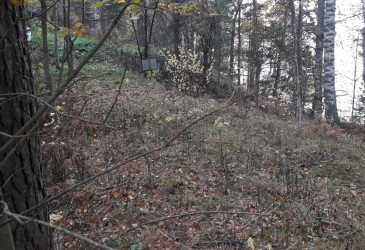 Metsäkuva syksyllä Immalanjärven rannalla, putkirikon vuotokohta.