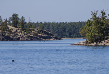 Jävimaisema ja norpan pää veden pinnalla.