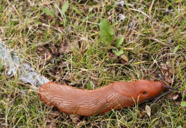 Espanjansiruetana ruohikossa.