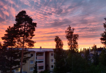 Puita, kerrostalo ja ilta-auringon vaaleanpunaiseksi värjäämä taivas.