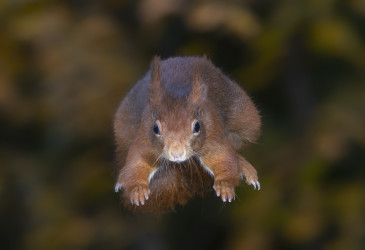 Liito-orava lentää