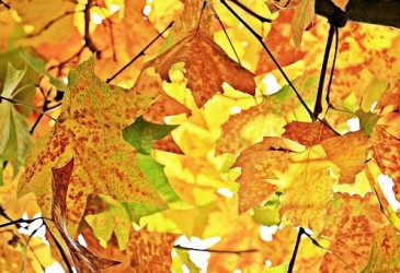 Ruskan värjäämiä syksyisiä puunlehtiä