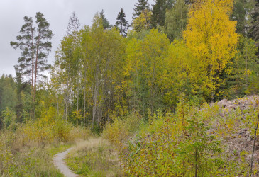 Syksyinen metsä.