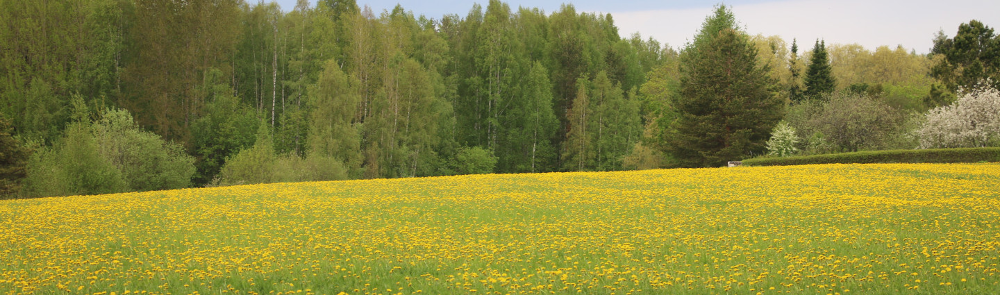 Keltaisena kukkiva pelto.