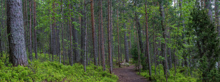 Polku metsässä.