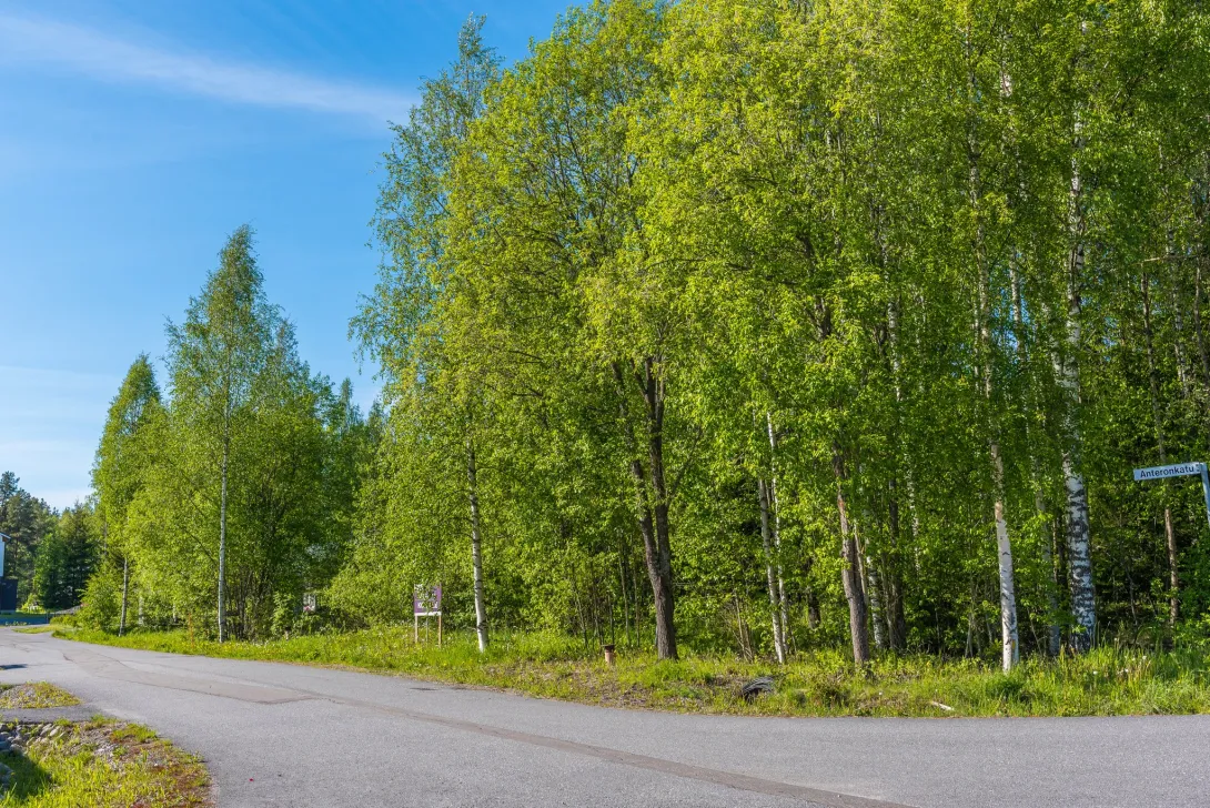 Asvaltoitu tie, jonka taustalla metsäalue, jossa lehtipuita.