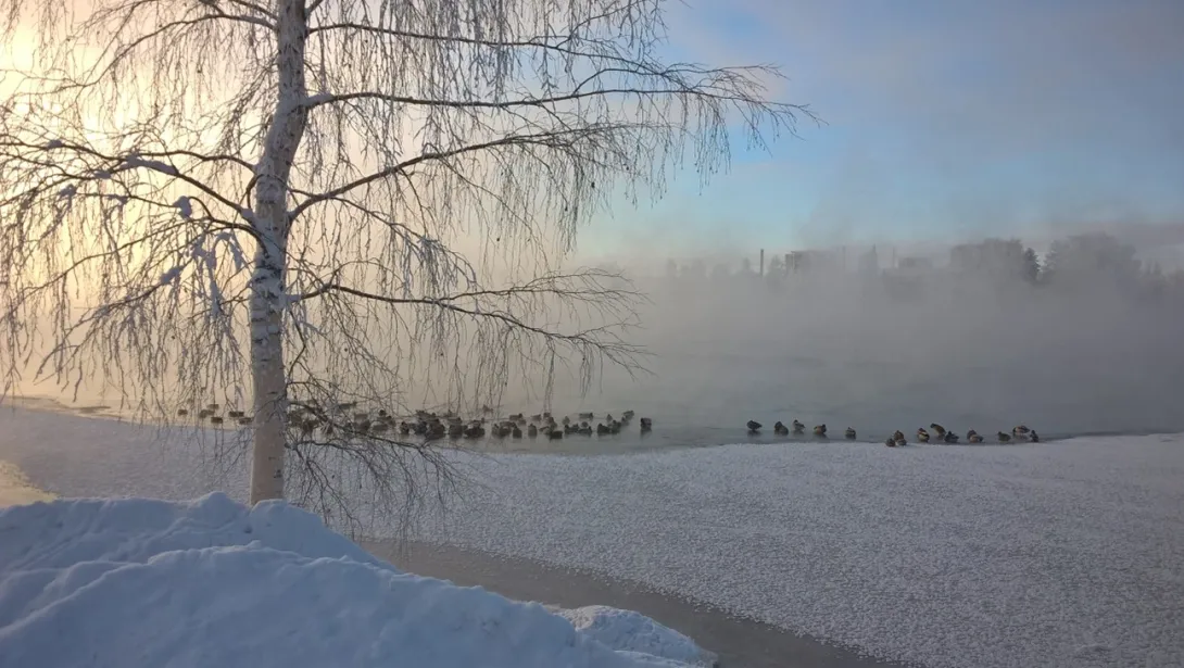 Pakkaskuva Vuokselta.